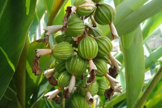 Семена кардамона
