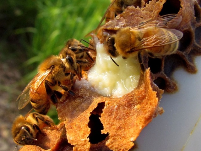 Пчелиное маточное молочко: польза и вред как принимать