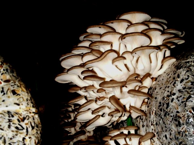 грибы вешенки, выращивание в мешках