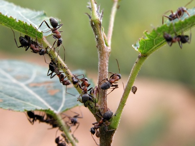 Как избавиться от муравьёв в огороде навсегда