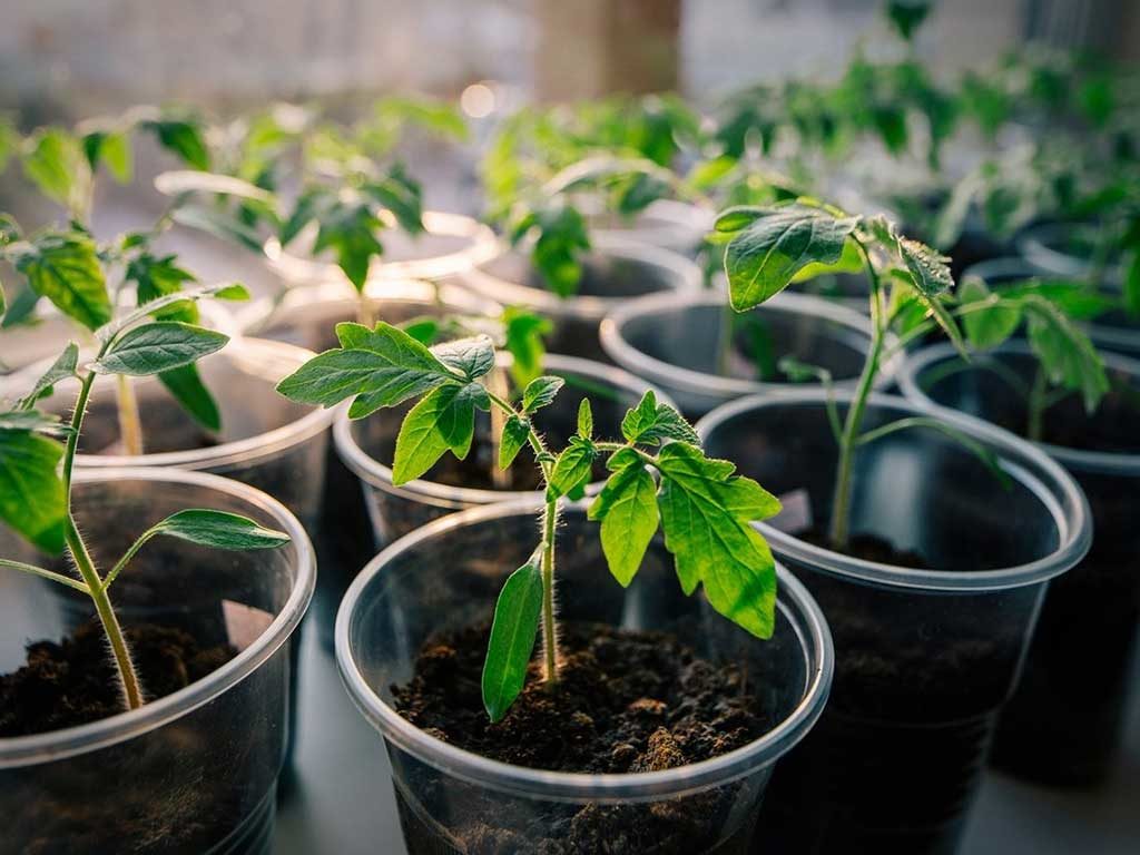 Как вырастить рассаду помидоров в домашних условиях