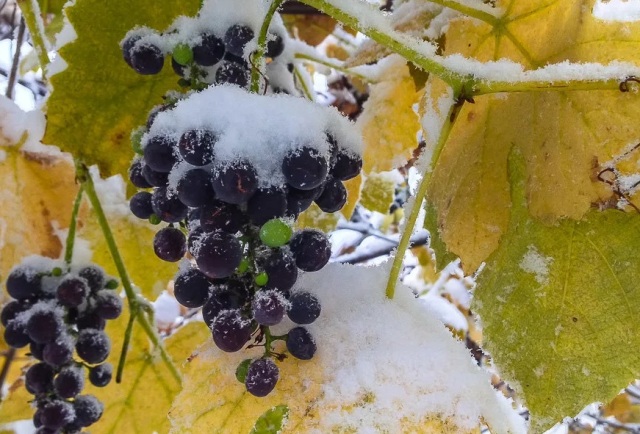 Когда правильно укрывать виноград на зиму