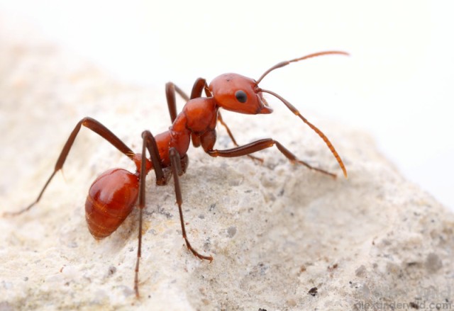 рыжие муравьи